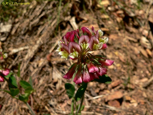 {Trifolium reflexum}